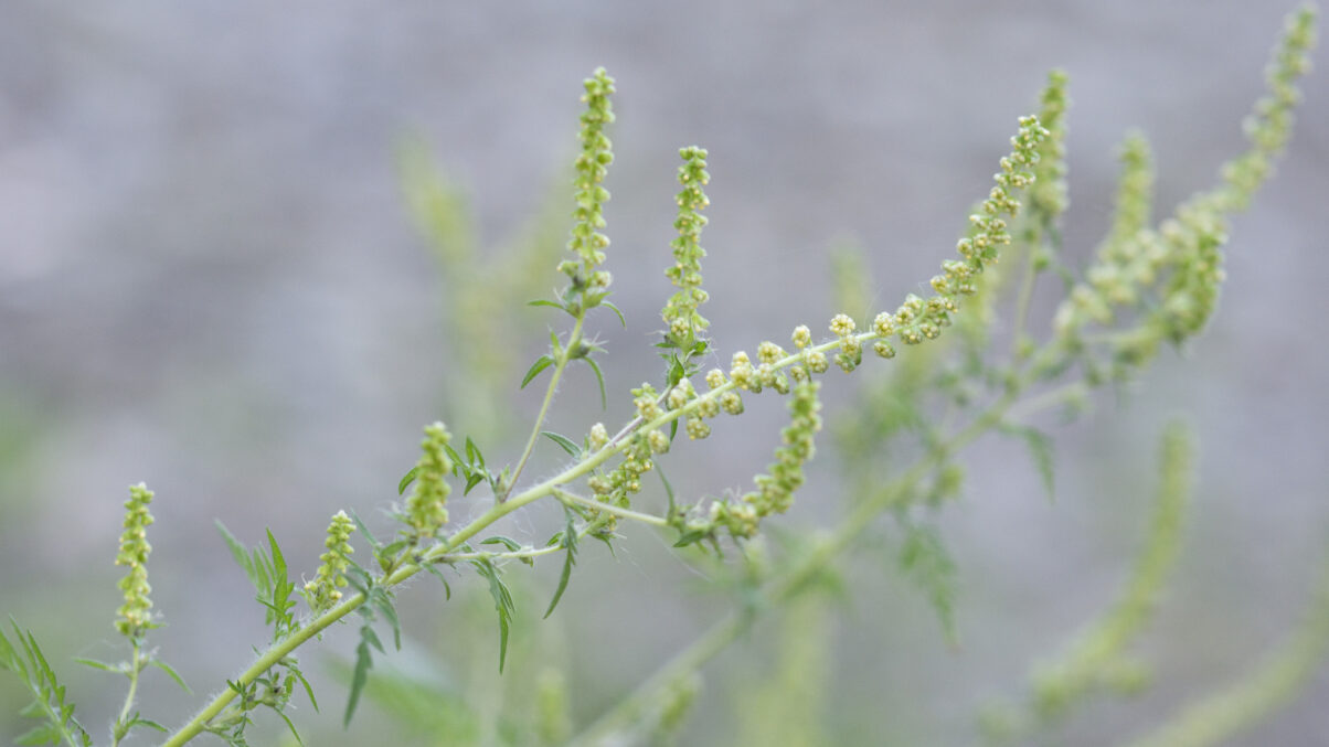 Eingeschleppte Pflanzen sind eine Gefahr für die Biodiversität in Niederösterreich.