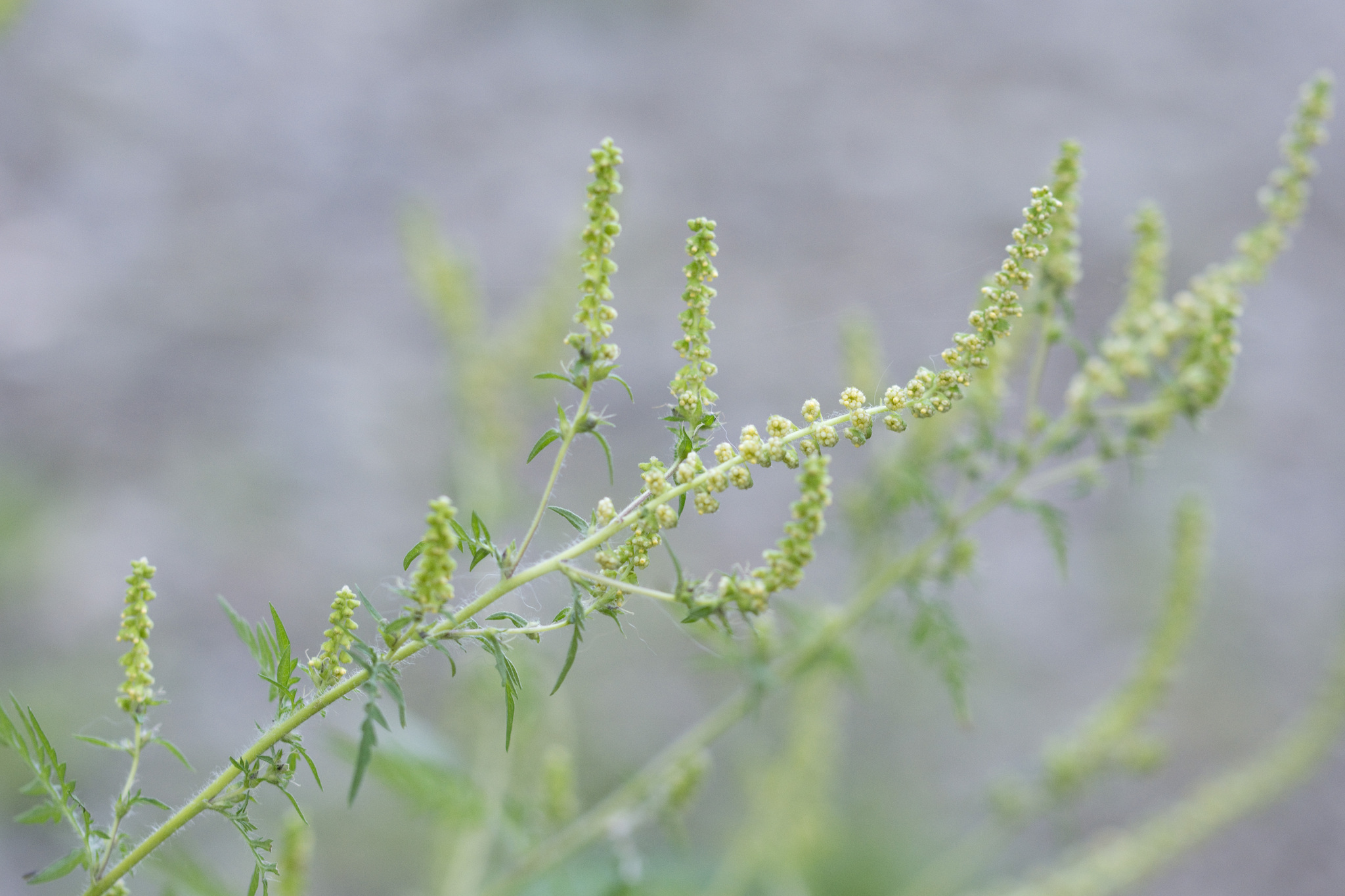 Eingeschleppte Pflanzen sind eine Gefahr für die Biodiversität in Niederösterreich.