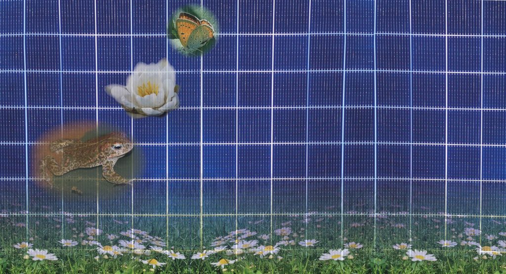 BiodIvErSe Projekt-Bild