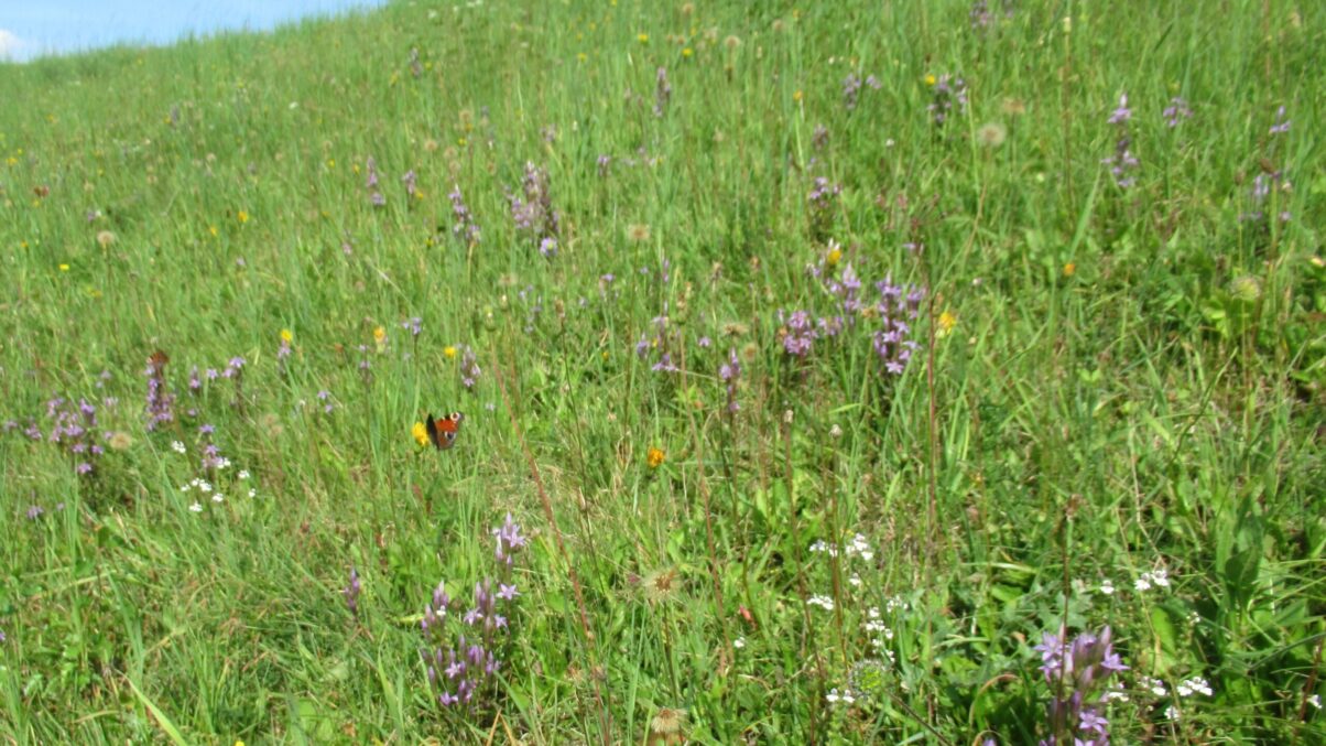 Pfauenauge auf Böhmischem Kranzenzian auf einer Wiese in Groß Meinharts
