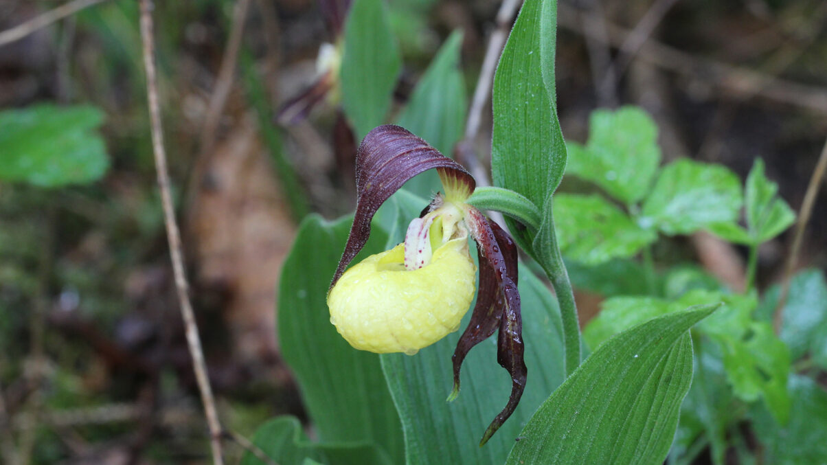 Nahaufnahme der Pflanze Frauenschuh (Cypripedium calceolus)
