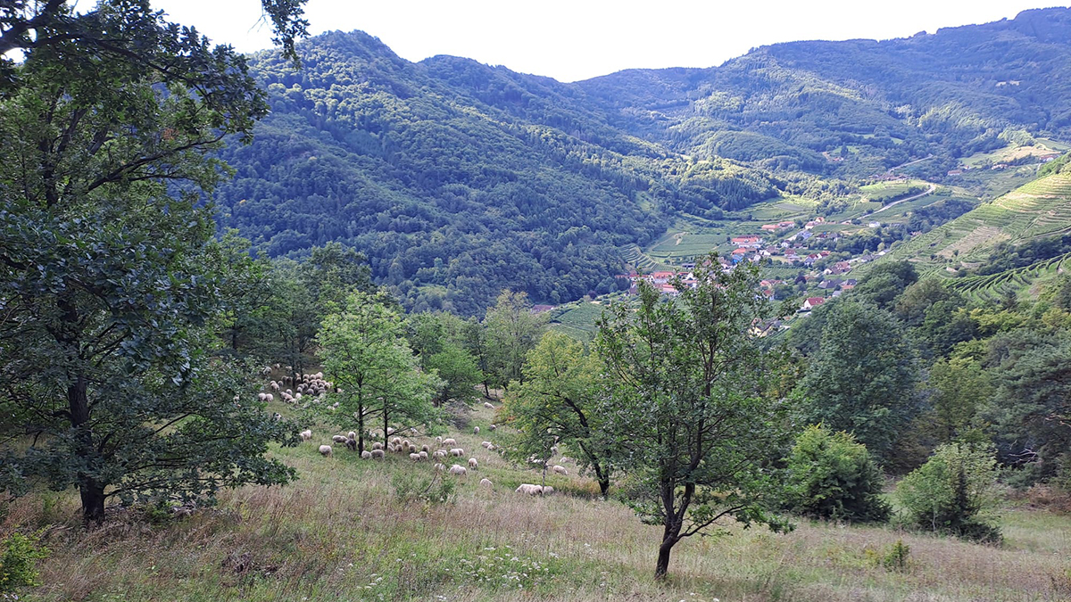 Schafe auf einer Weide in der Wachau