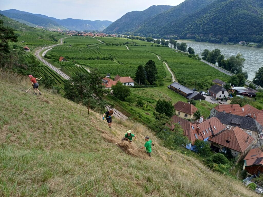 In der Wachau werden im Rahmen der Schutzgebietsbetreuung zahlreiche Freiwilligeneinsätze durchgeführt.