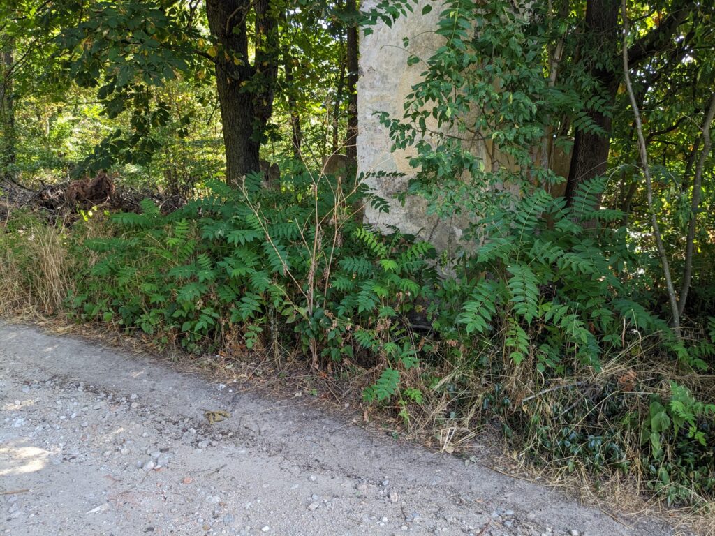Der Götterbaum ist einer der bekanntesten Neophyten.