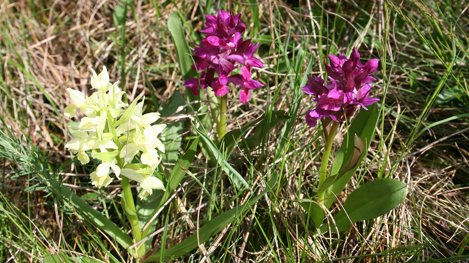 Holunder Knabenkraut