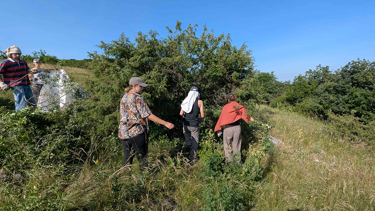 Pflegeeinsatz am Hundsheimer Berg.