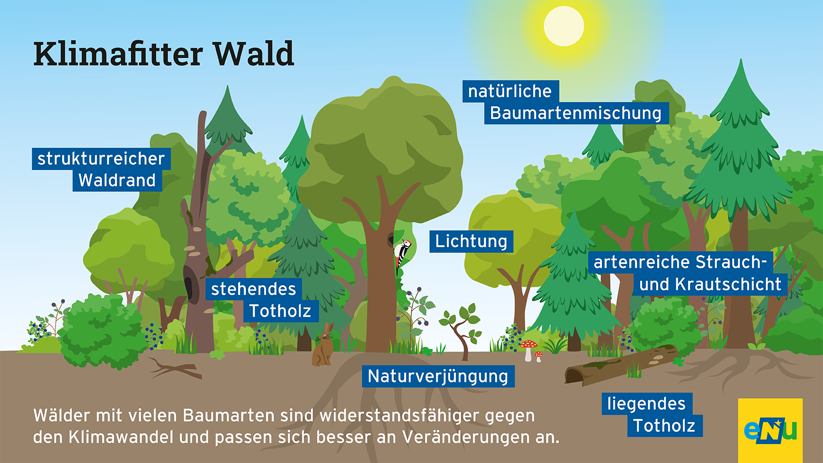 Biodiversitätsfördernde Maßnahmen, verschiedene Arten von Bäumen und unterschiedliche Generationen, vielfältige Strukturen und angepasste Baumarten machen den Wald klimafit.