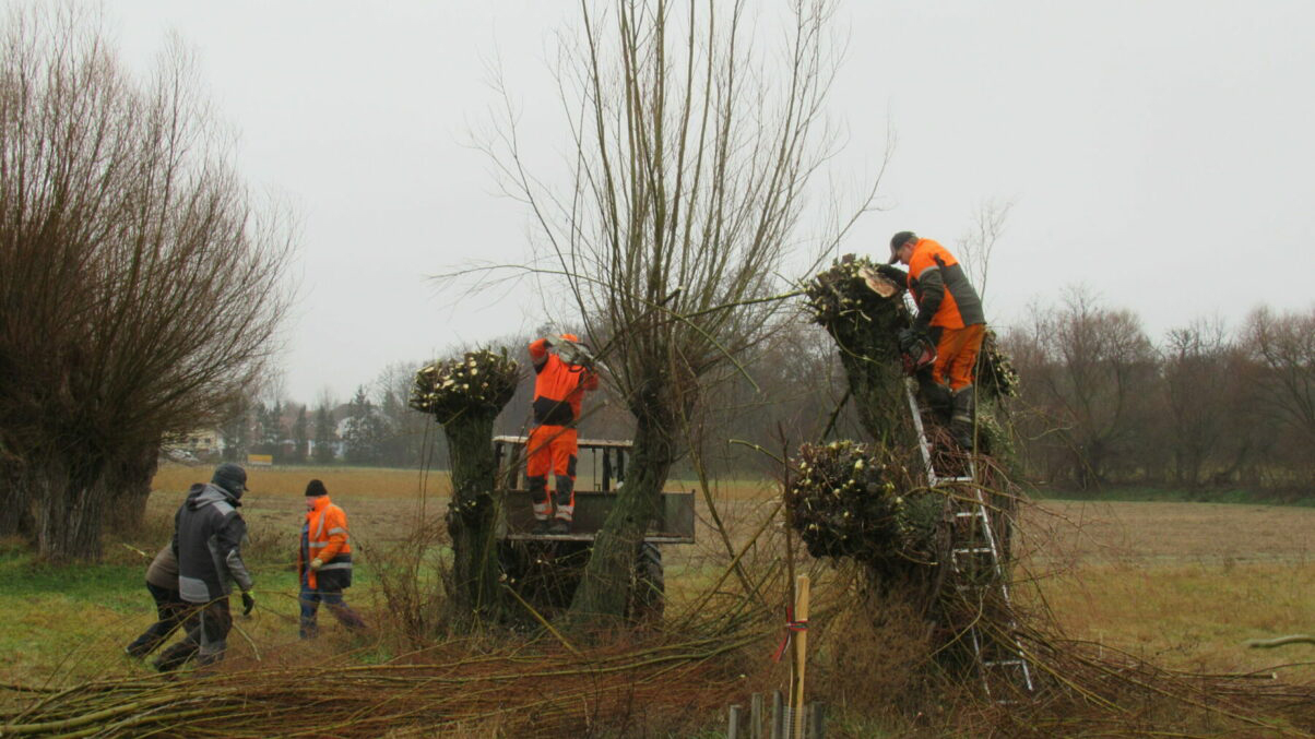 Kopfweidenschnitt in Kleinreinprechtsdorf.