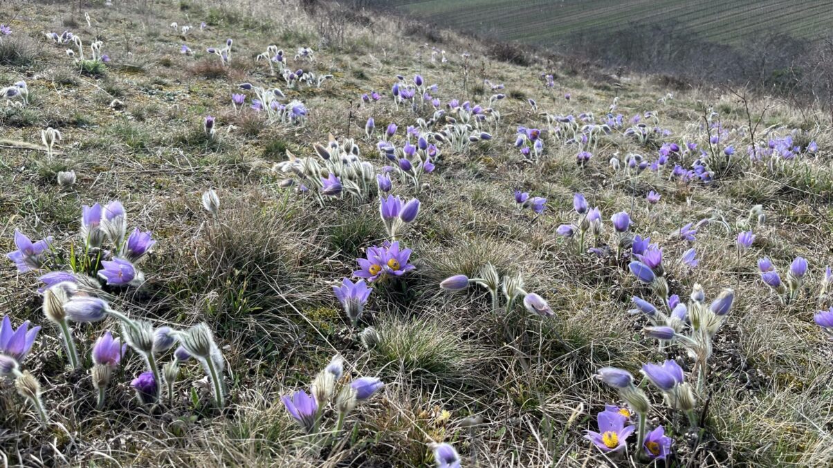 Unzählige Kuhschellen rund um Retz