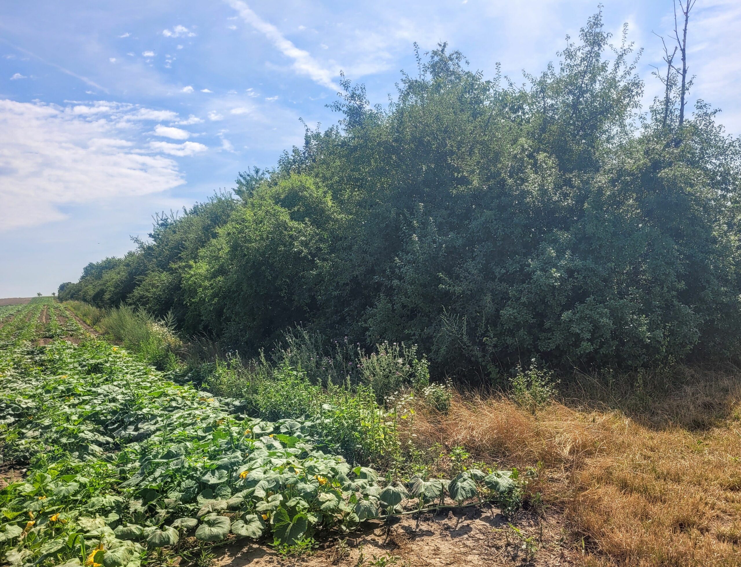 Durch die Hecke entsteht ein natürlicher Wind- und Erosionsschutz.