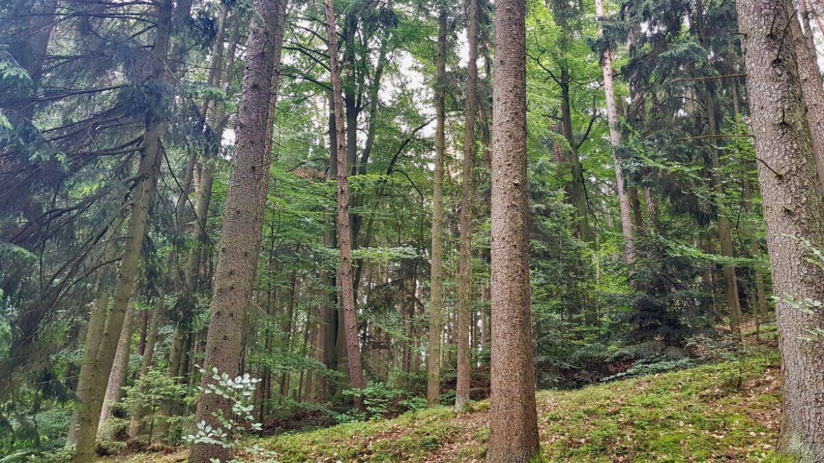 Ein klimafitter Wald besteht aus verschiedenen Baumarten und Pflanzen.