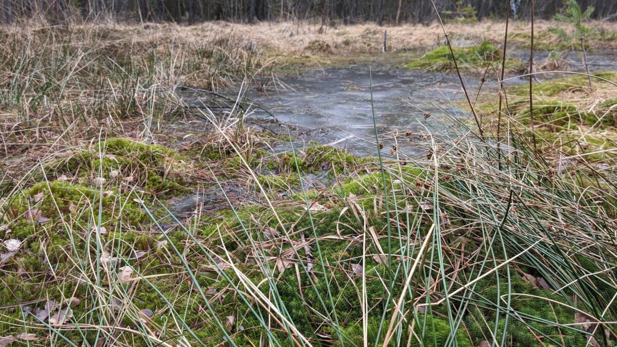 Moor in Heidenreichstein
