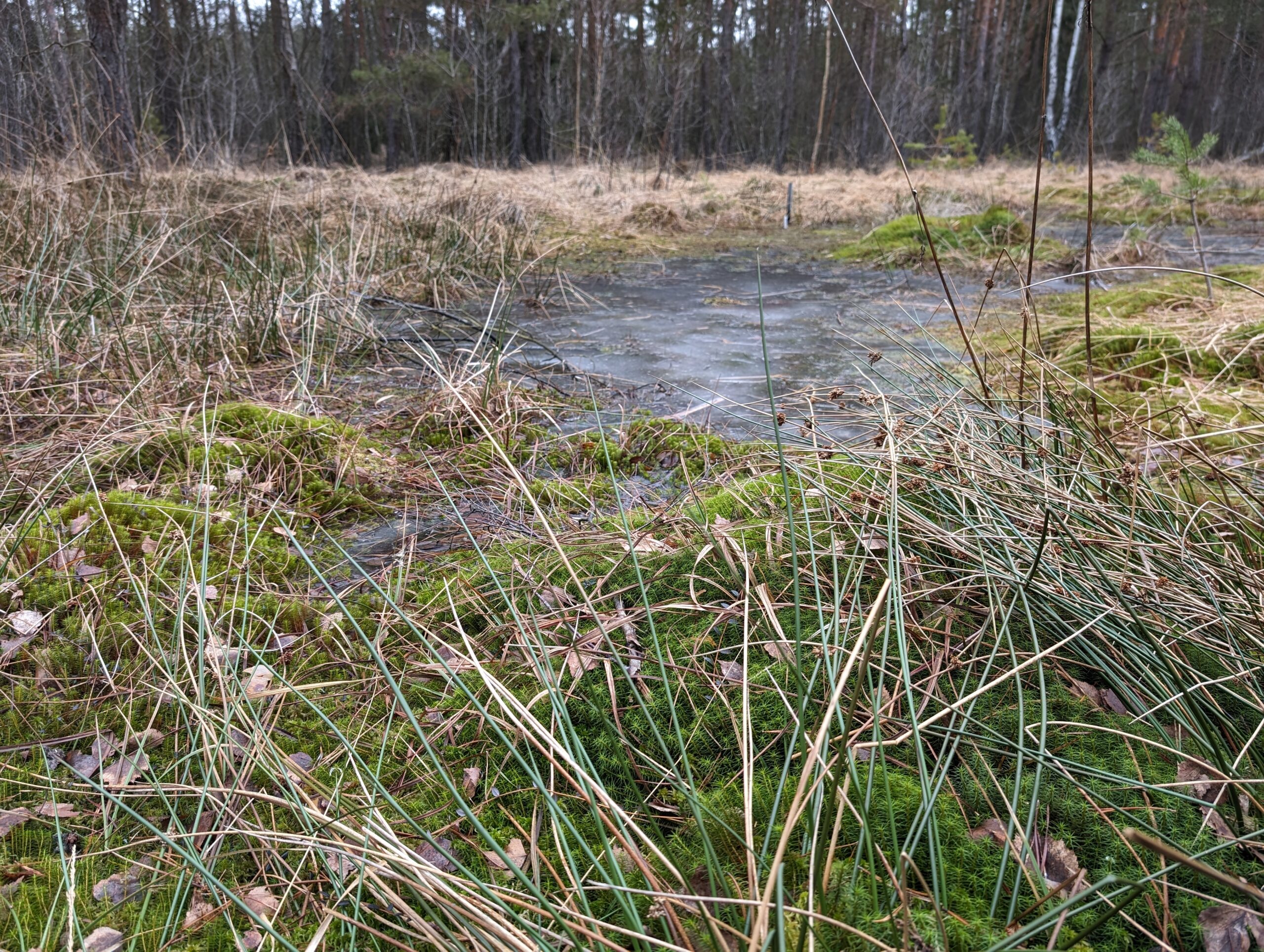 Moor in Heidenreichstein