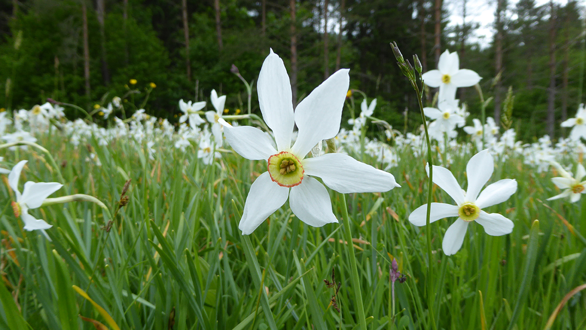 Weiße Narzissen
