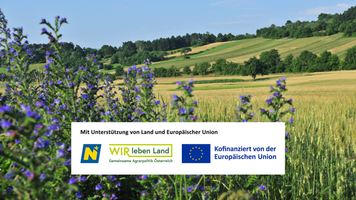 Sommerlandschaft mit Wiesensalbei im Vordergrund inkl. Förderlogo