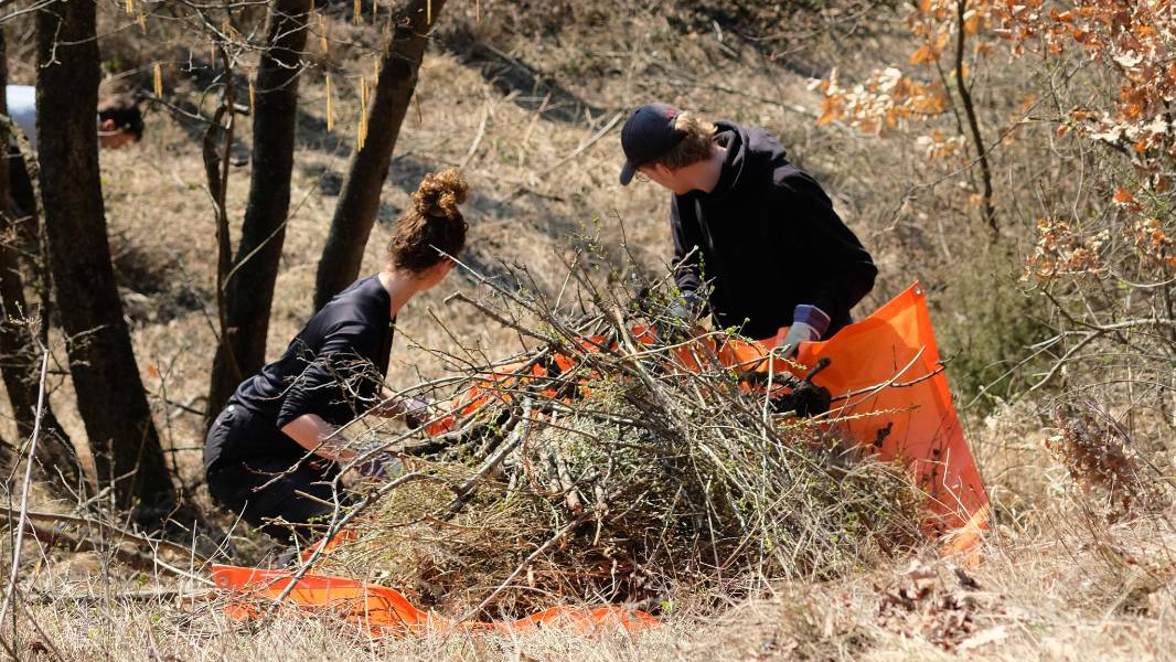 Zwei Freiwillige entfernen das Schnittgut. 