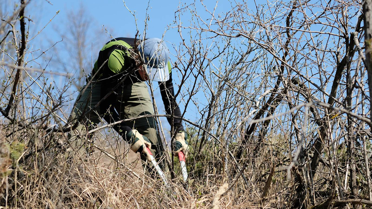 ein Mann schneidet Gehölze mit einer Astschere.