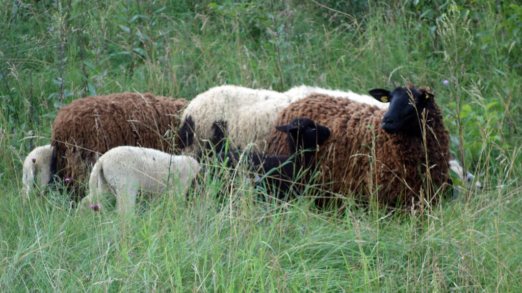 Braune und weiße Schafe und Lämmer am Rindfleischberg