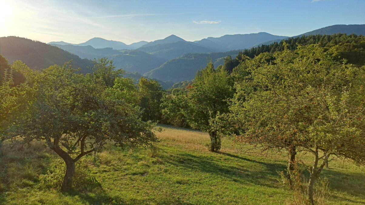 Streuobstwiese bei Sonnenschein