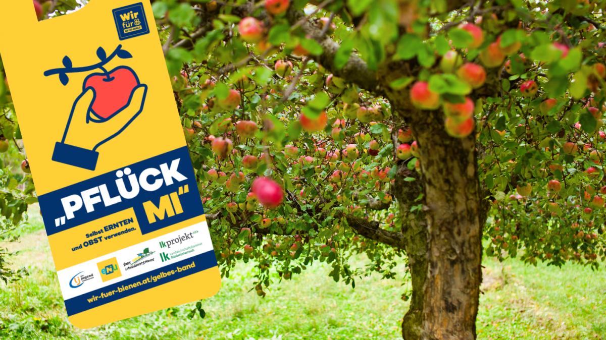 Das "Aktion „Pflück mi! – das gelbe Band“ motiviert Bürgerinnen und Bürger ihre Obstbäume zu kennzeichnen und überschüssigem Obst eine Chance zu geben.