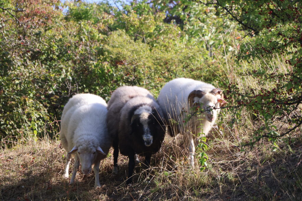 Naturschutzbeweidung durch Schafe spielt eine immer wichtige Rolle.
