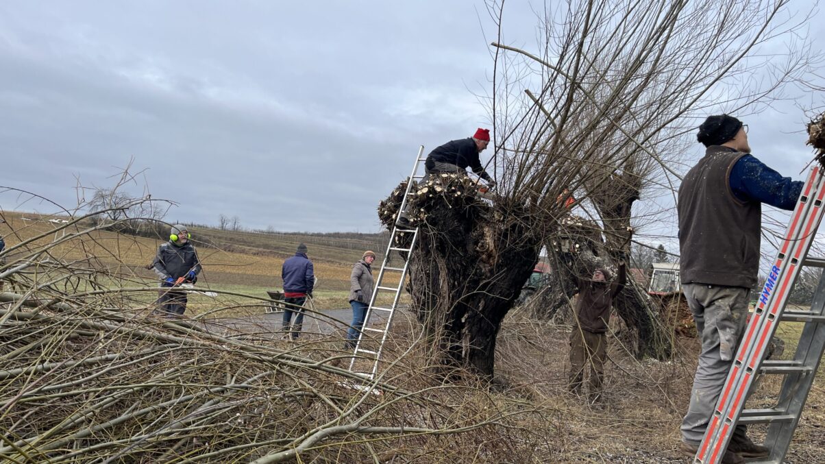 Mehrere Personen beim Weidenschneiden