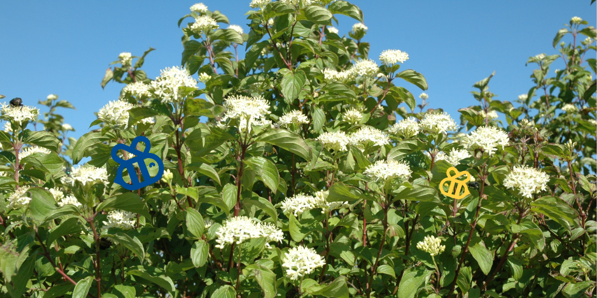 Der Hartriegel ist ein Teil der "Wir für Bienen"-Hecke.