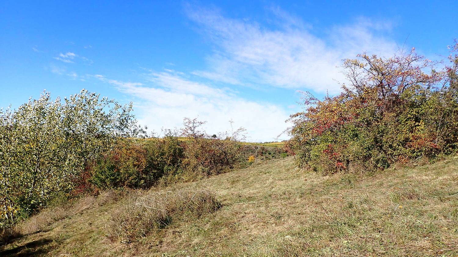 Lebensraum Trockenrasen am Ziererberg