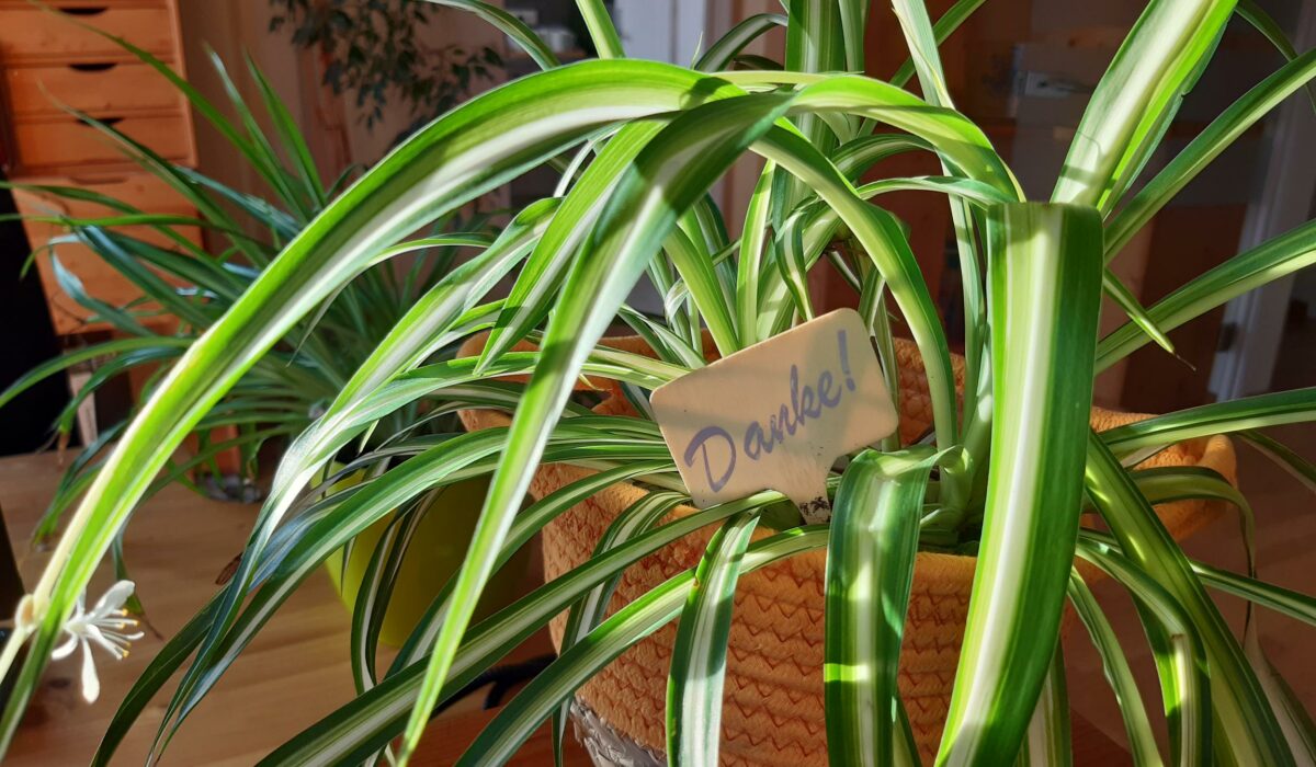 Zimmerpflanzen sind im Winter besonders anspruchsvoll.