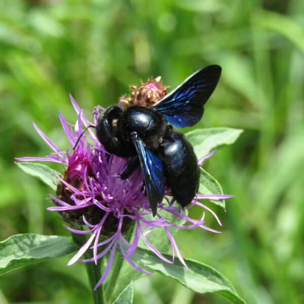 Blauschwarze Holzbiene sitzt auf Blume