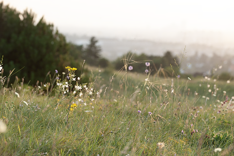 Blumenwiese mit Wald im Hintergrund